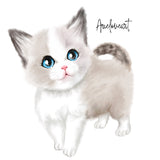 5653 Ragdoll Kitten