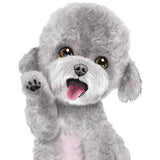 6042 Poodle Gray