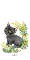 6175 Black Kitten