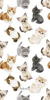 6177 Kittens