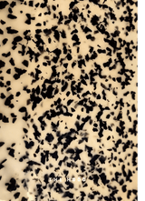 6274 Sand Tortoiseshell